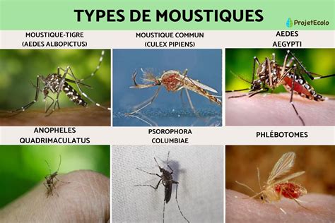 Moustiques .